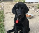 Small Photo #1 Labrador Retriever Puppy For Sale in GERMANTOWN, IL, USA