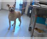 Small Black Mouth Cur-Labrador Retriever Mix