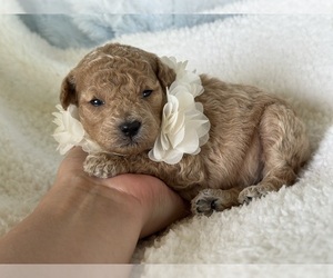 Poodle (Toy) Puppy for sale in CAMPBELLSVILLE, KY, USA