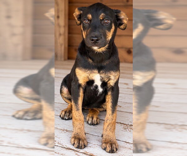 Medium Photo #1 Australian Shepherd-Rottweiler Mix Puppy For Sale in Southbury, CT, USA