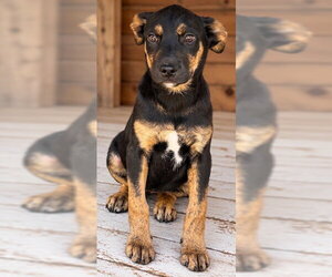 Australian Shepherd-Rottweiler Mix Dogs for adoption in Southbury, CT, USA