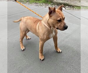 Archibald - Male Mutt Dog for Adoption - Photo #20