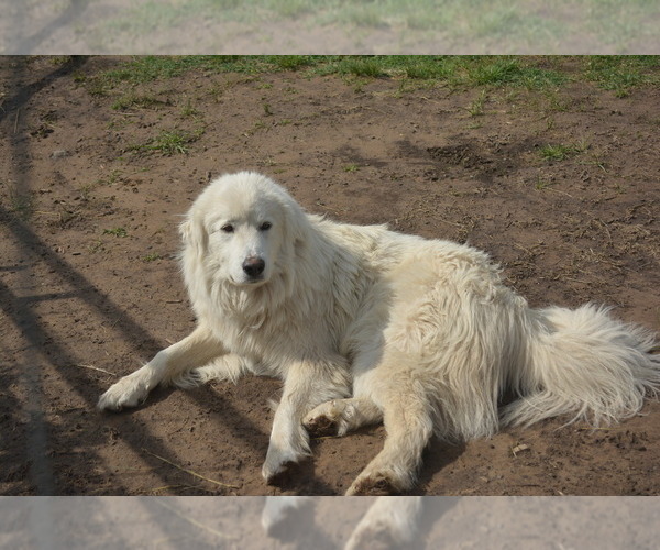 Medium Photo #1 Great Pyrenees Puppy For Sale in PRAGUE, OK, USA