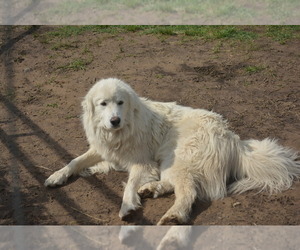 Father of the Great Pyrenees puppies born on 10/27/2022