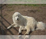 Small Photo #1 Great Pyrenees Puppy For Sale in PRAGUE, OK, USA