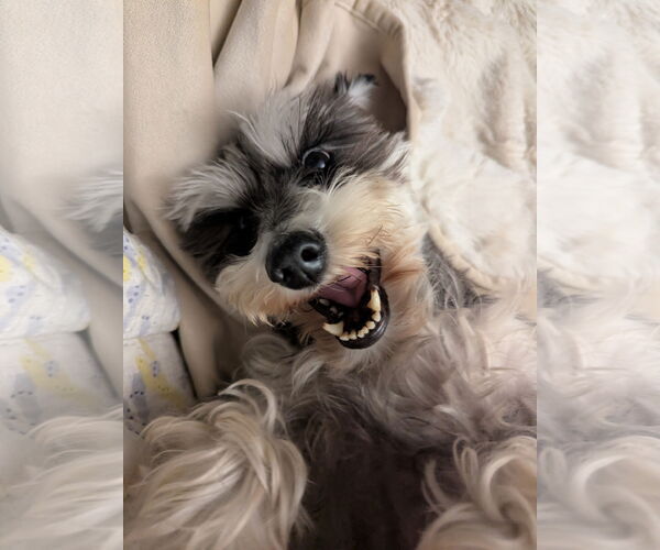 Medium Photo #1  Puppy For Sale in , 