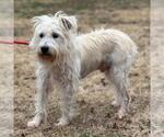 Small #2 Miniature Schnauzer Mix