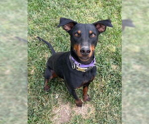 Sonora - Female Rotterman Dog for Adoption - Photo #5