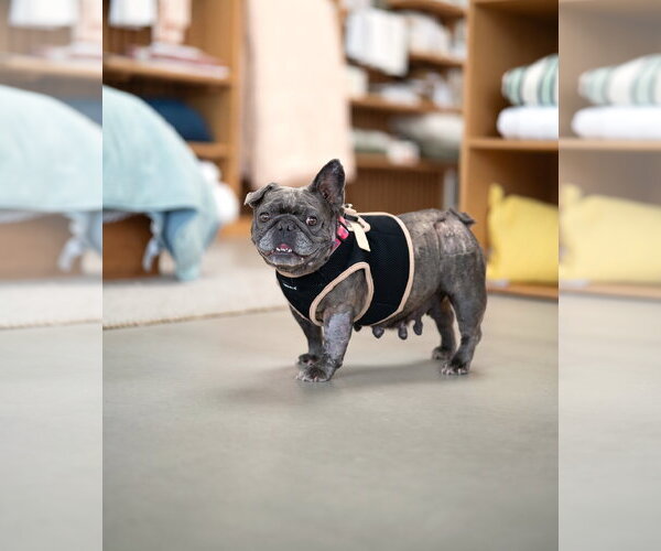 Medium Photo #2 French Bulldog Puppy For Sale in Marina Del Rey, CA, USA
