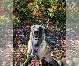 Anatolian Shepherd Dogs for adoption in Milpitas, CA, USA