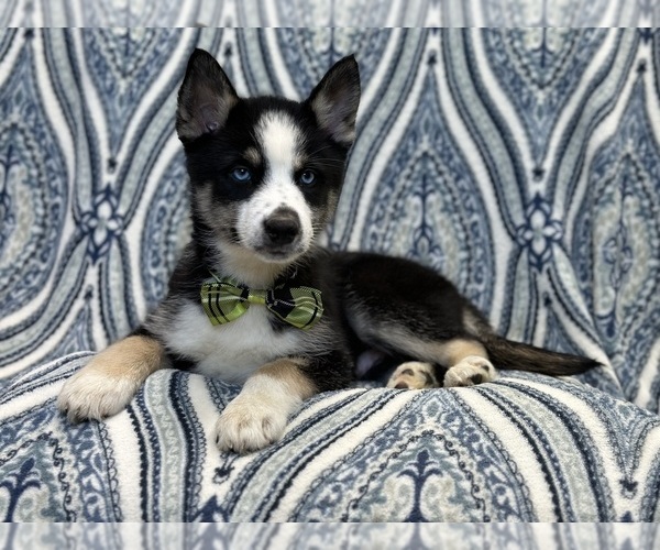 Medium Photo #4 Pomsky Puppy For Sale in LAKELAND, FL, USA