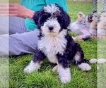 Shale - Female Bernedoodle (Miniature) Puppy for Sale - Small photo