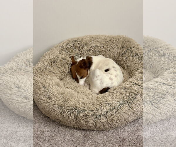 Medium Photo #3 Jack Russell Terrier Puppy For Sale in Alexandria, KY, USA