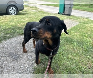 Rottweiler Puppy for sale in EAST SAINT LOUIS, IL, USA