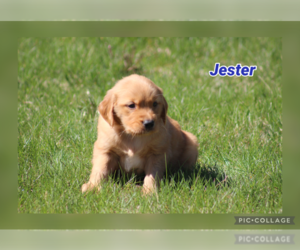 Golden Retriever Puppy for sale in MIDDLEBURG, PA, USA