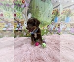 Small Photo #80 Australian Shepherd Puppy For Sale in NEW BRAUNFELS, TX, USA