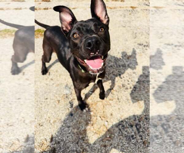 Medium Photo #4 Mutt Puppy For Sale in Houston, TX, USA