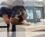 Small Mutt