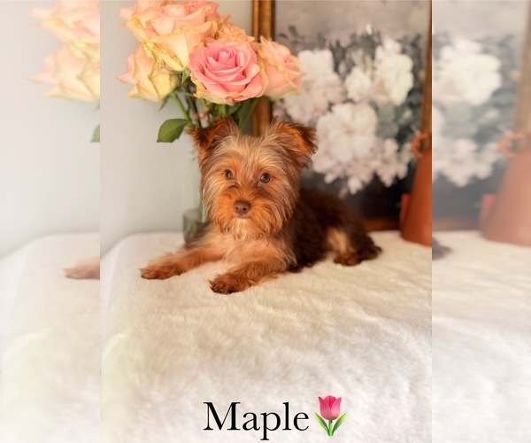 Medium Photo #24 Yorkshire Terrier Puppy For Sale in MURFREESBORO, TN, USA