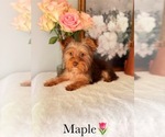 Small #23 Yorkshire Terrier