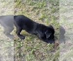 Small Photo #5 Labrador Retriever Puppy For Sale in FRIENDSHIP, WI, USA