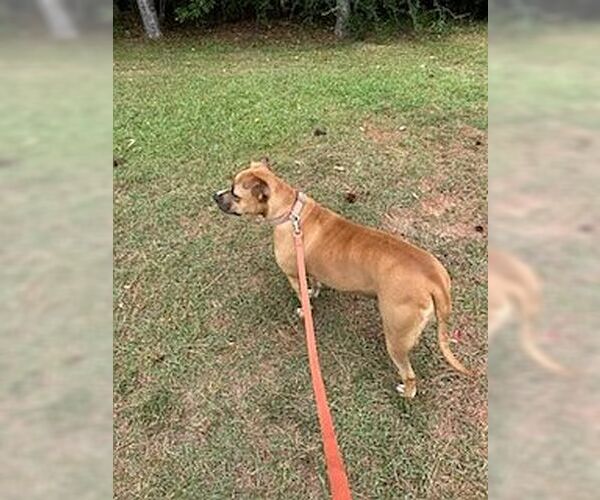 Medium Photo #4 Black Mouth Cur Puppy For Sale in Monticello, MS, USA