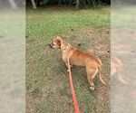Small #3 Black Mouth Cur