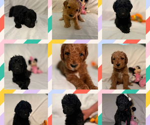 Goldendoodle Litter for sale in BLUEFIELD, WV, USA