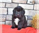 Small Photo #4 Newfoundland Puppy For Sale in MILLERSBURG, OH, USA