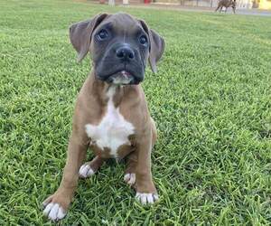 Boxer Puppy for Sale in RIVERSIDE, California USA