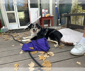 Miniature Australian Shepherd Puppy for sale in SPOKANE, WA, USA