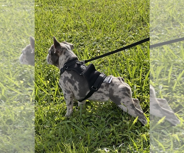 Medium Photo #4 French Bulldog Puppy For Sale in HOLLYWOOD, FL, USA