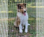 Puppy 7 Collie