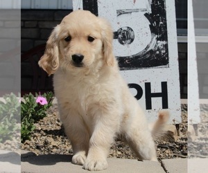 Medium Golden Retriever