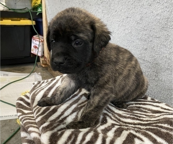 Medium Photo #2 Mastiff Puppy For Sale in BRUCETON MILLS, WV, USA