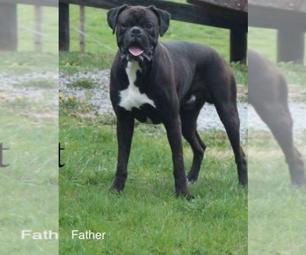 Medium Photo #1 Boxer Puppy For Sale in APPLE CREEK, OH, USA