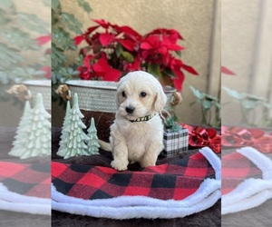 Goldendoodle Puppy for sale in N HIGHLANDS, CA, USA