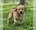 Puppy Miss Plum Golden Retriever