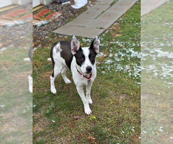 Medium Photo #30 American Pit Bull Terrier-Labrador Retriever Mix Puppy For Sale in Brewster, NY, USA