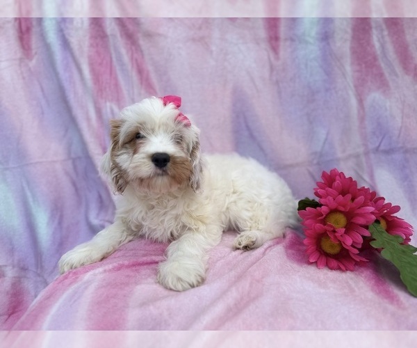 Medium Photo #8 Cavapoo (Miniature) Puppy For Sale in LAKELAND, FL, USA