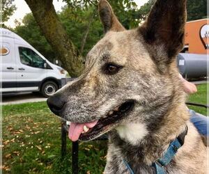 Skywalker - Male Mutt Dog for Adoption - Photo #2