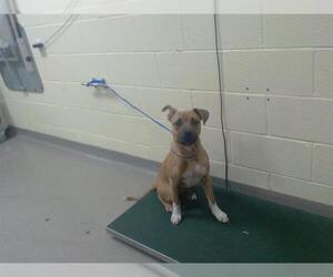 Boxer-Unknown Mix Dogs for adoption in Denver, CO, USA