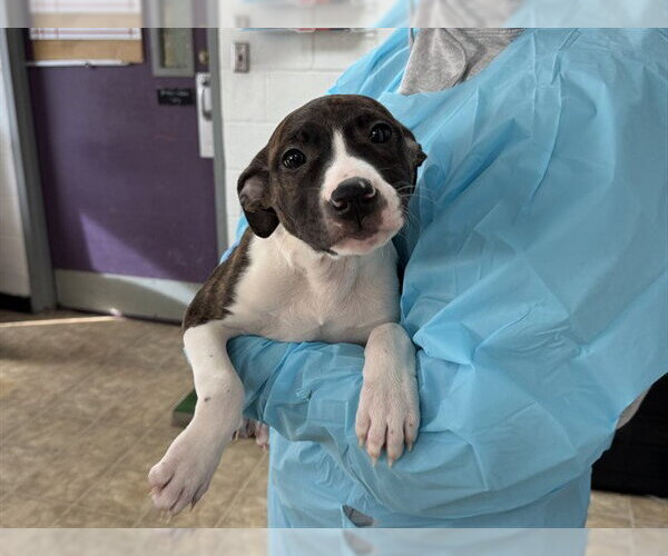 Medium Photo #1 Mutt Puppy For Sale in Raleigh, NC, USA