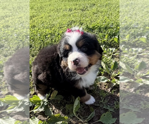 Medium Photo #19 Bernese Mountain Dog Puppy For Sale in ATHENS, WI, USA