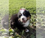 Small #18 Bernese Mountain Dog