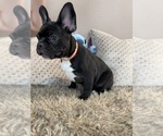 Small #2 French Bulldog