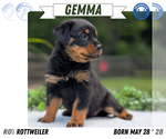 Small #8 Rottweiler