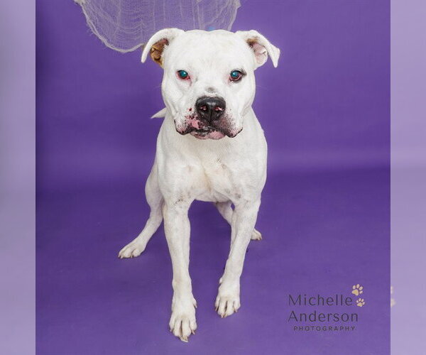 Medium Photo #1 Mutt Puppy For Sale in Corona, CA, USA