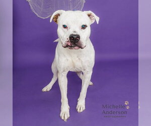 Mutt Dogs for adoption in Corona, CA, USA