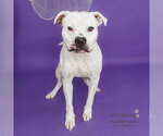 BUDDY - Male Mutt Dog for Adoption - Small photo